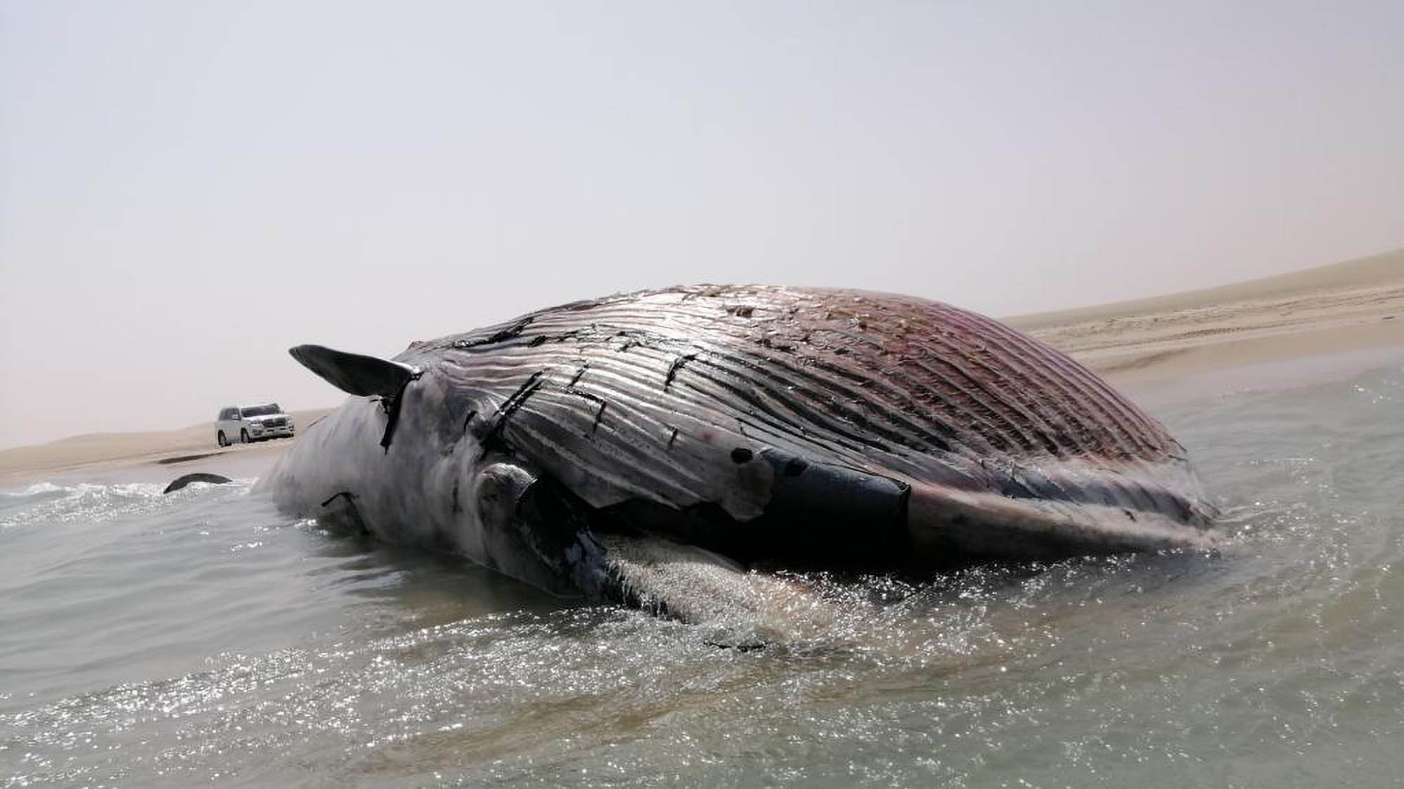 Read more about the article Washed Up Whale ‘Starved To Death’
