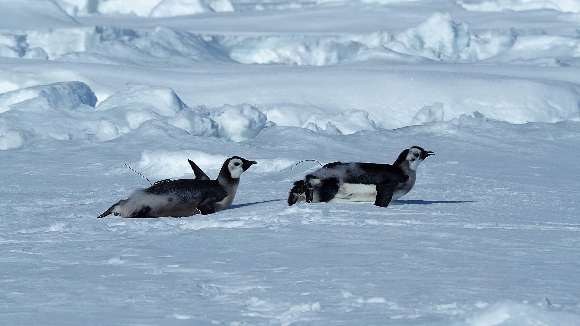Read more about the article Emperor Penguins Live Up To 373 Miles Further North Than Previously Believed Say Boffins