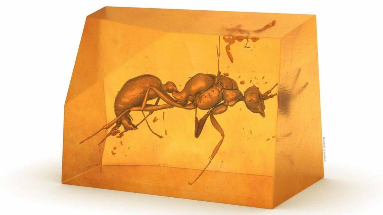 Read more about the article Boffins Discover New 20-Million-Year-Old Ant Species Encased In Amber