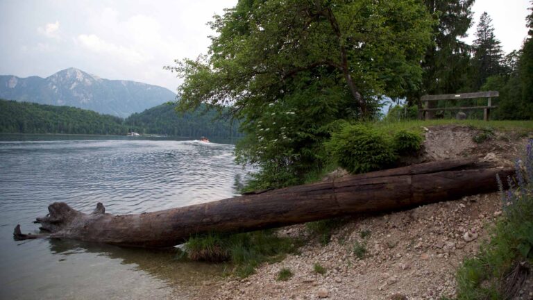 Read more about the article 1,400-Year-Old Tree Recovered From Underwater Forest