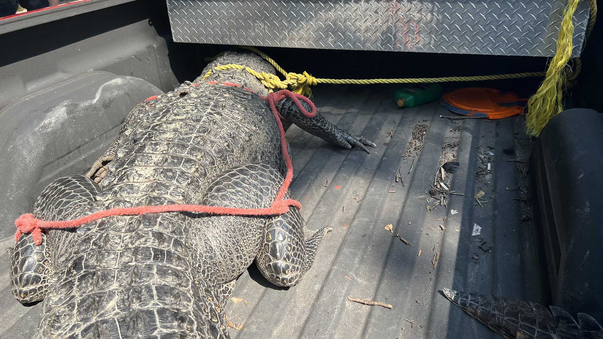 Read more about the article Giant Alligator Takes Stroll Through Suburban Texas Neighbourhood