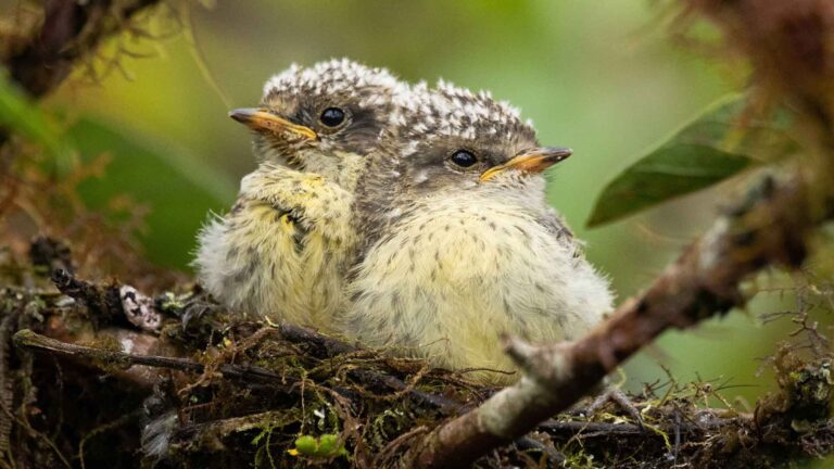 Read more about the article Joy As Rare Vermilion Flycatcher Chicks Hatch In Wild