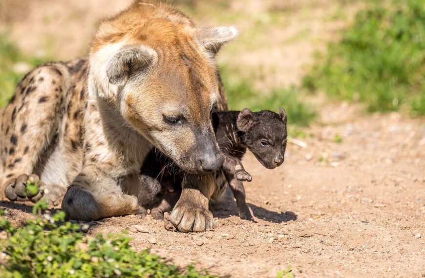 Adorable Newborn Spotted Hyena Cub’s First Outing With Mum