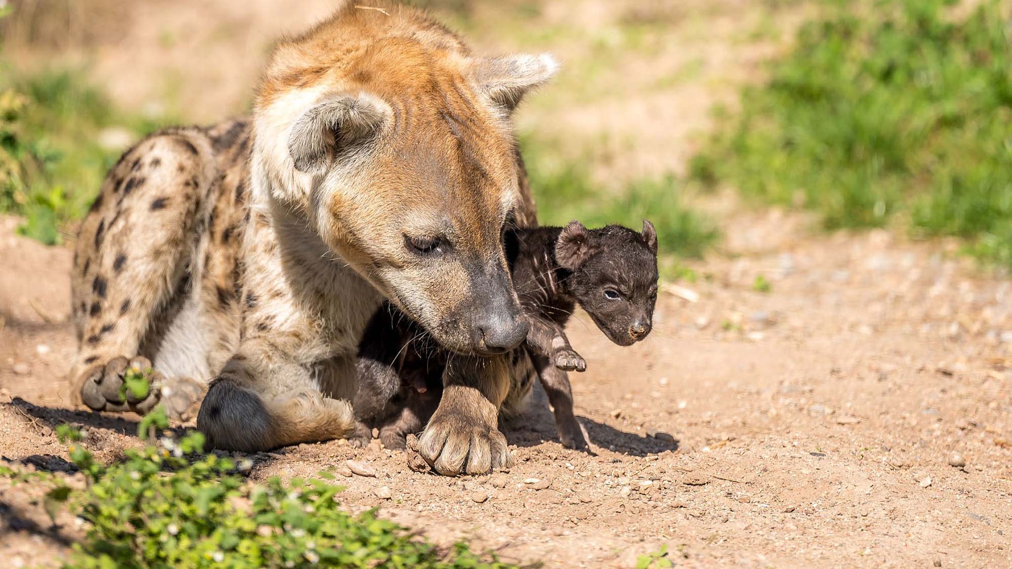 Read more about the article Adorable Newborn Spotted Hyena Cub’s First Outing With Mum