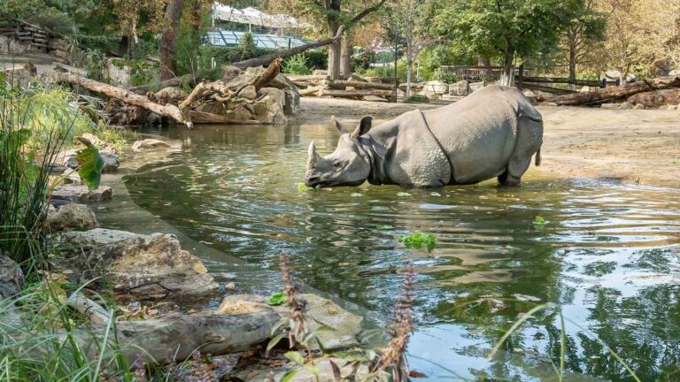 Read more about the article Orphan Rhinos Enjoy New Pond At Vienna Zoo