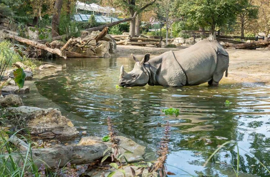Orphan Rhinos Enjoy New Pond At Vienna Zoo