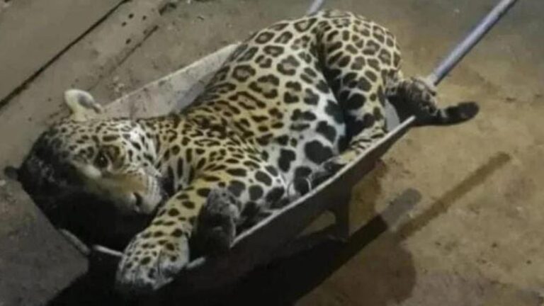 Read more about the article Jaguar Fled Wildfires Only To Run Into Sick Poachers