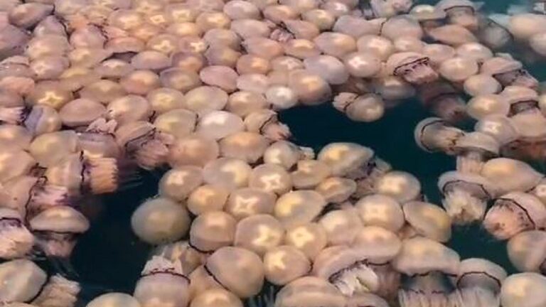 Read more about the article Thousands Of Jellyfish Invade Italian Port