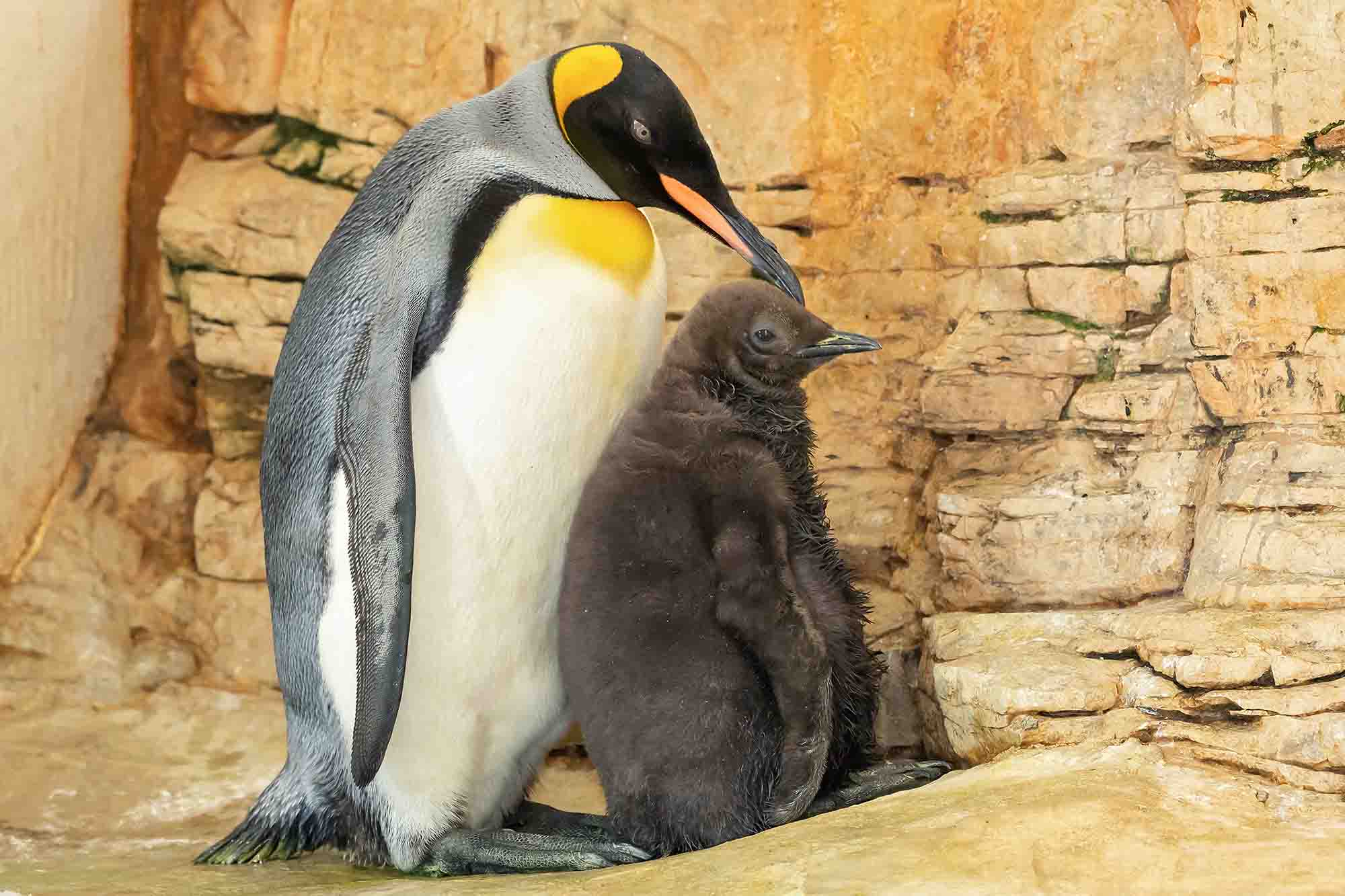 Read more about the article Adoring Penguin Parents Show Off New Chick