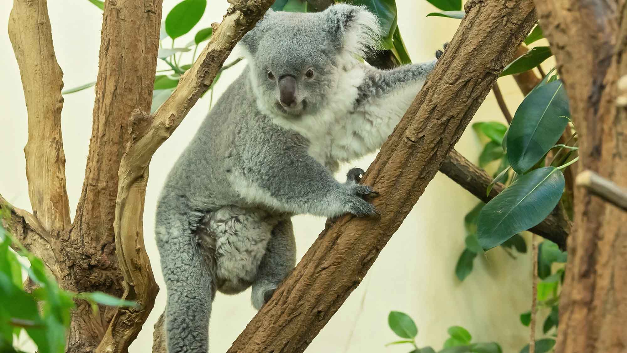 Read more about the article World’s Oldest Zoo Spots New Koala Arrival Peering From Mum’s Pouch