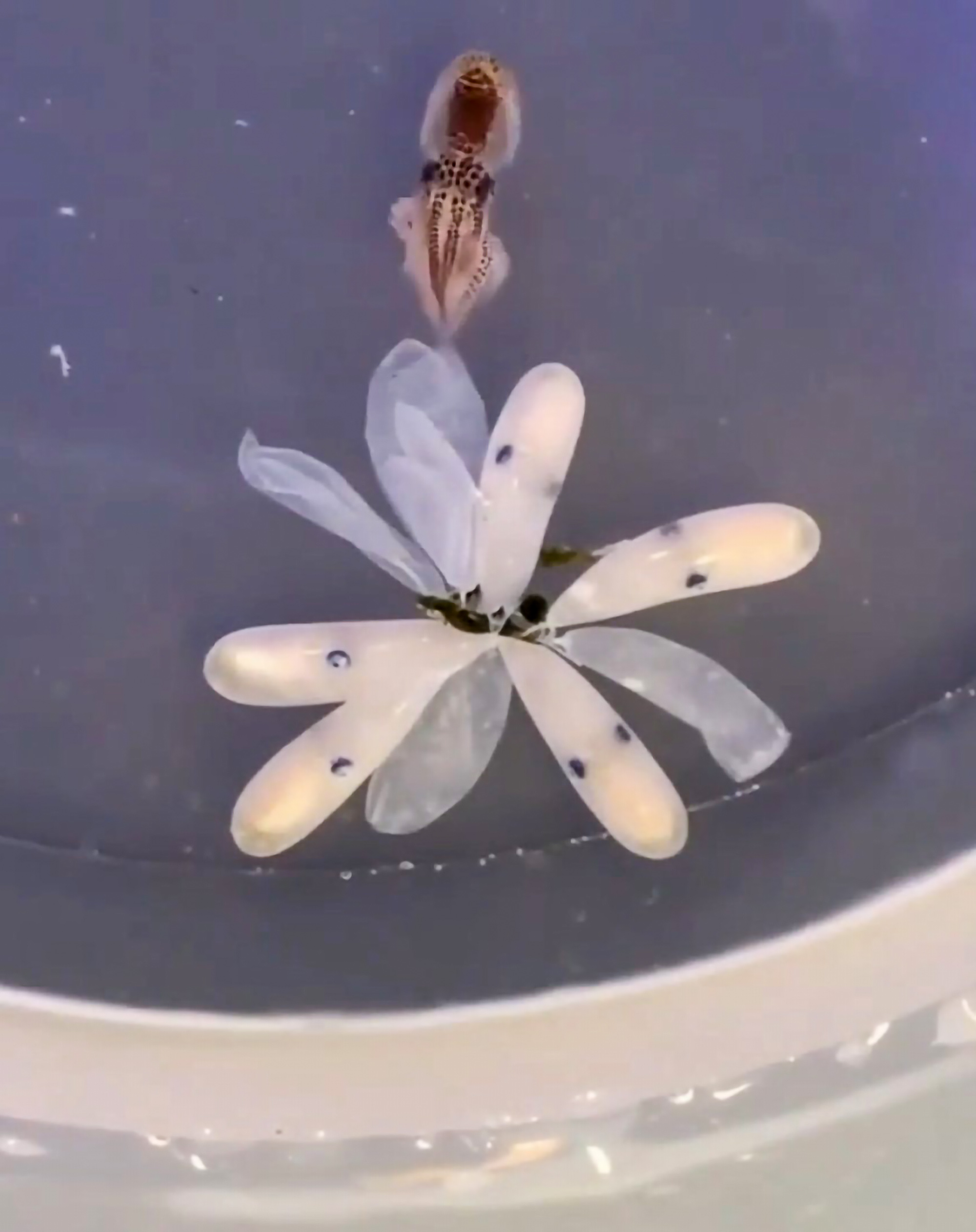 Read more about the article Baby Octopuses Hatch From Flower In Adorable Video