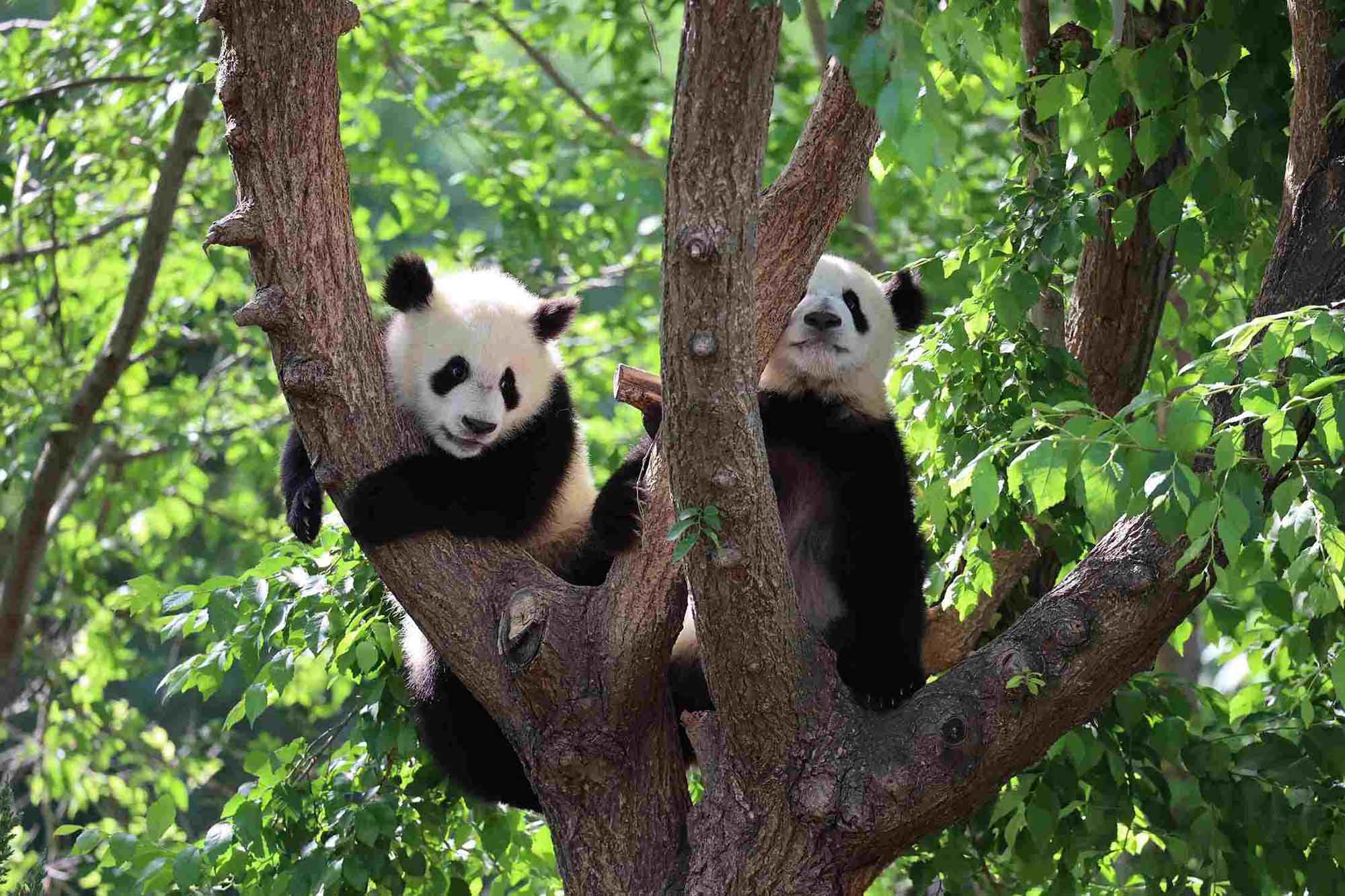 Read more about the article Giant Panda Bear Twins Celebrate Their First Birthday At A Zoo In Madrid