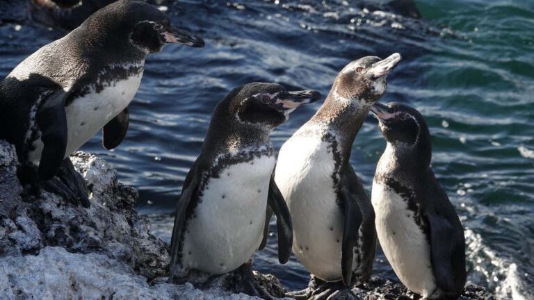 Read more about the article Endangered Galapagos Penguins Frolic In Water As Researchers Rejoice At Record High Numbers