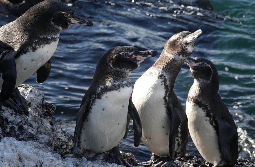 Endangered Galapagos Penguins Frolic In Water As Researchers Rejoice At Record High Numbers