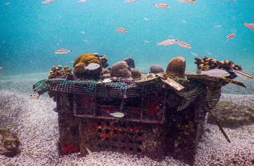 Underwater Nursery Saves Rare Coral Species