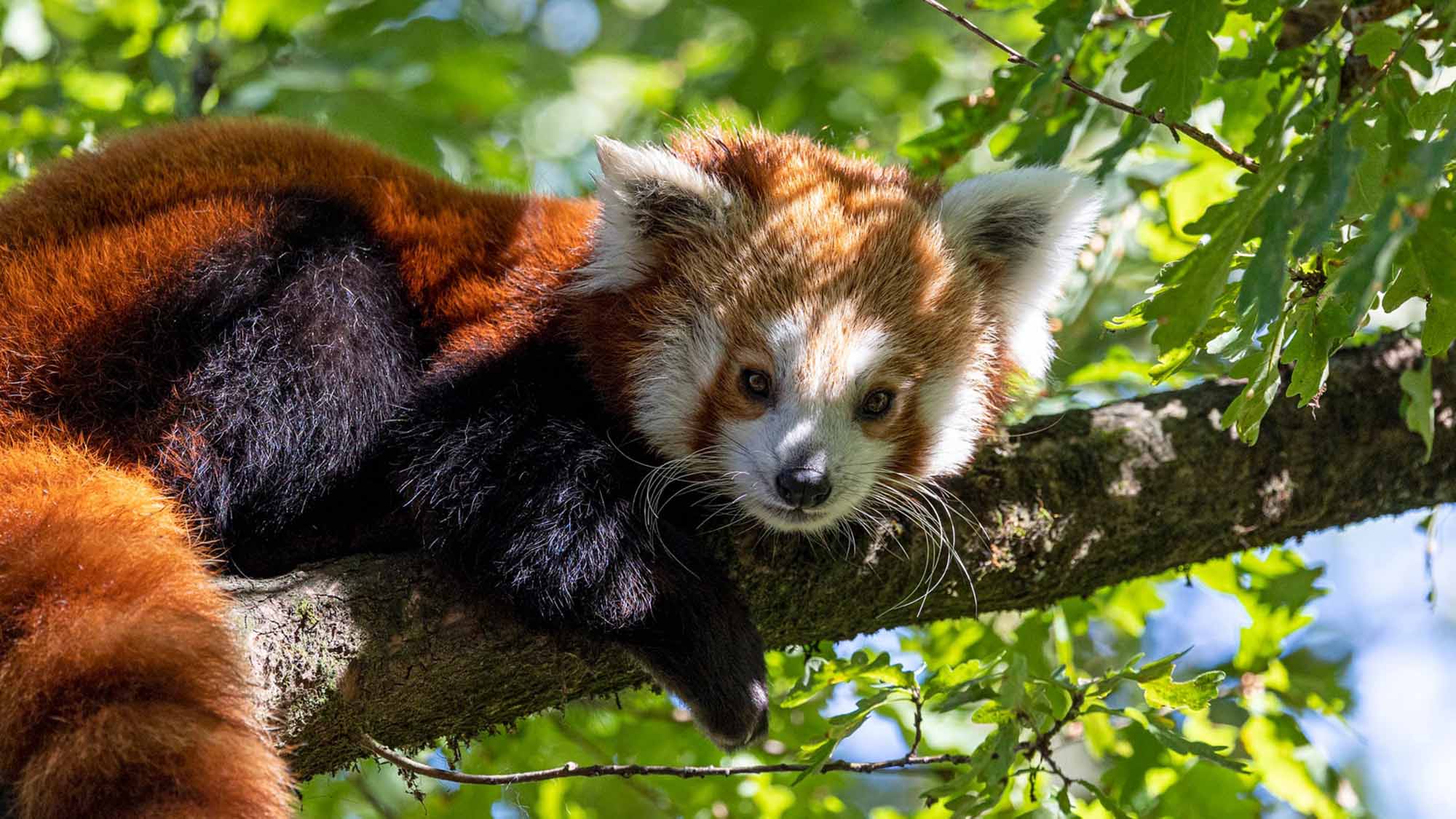 Read more about the article Adorable Female Red Panda From Chester Zoo Set To Mother A New Generation