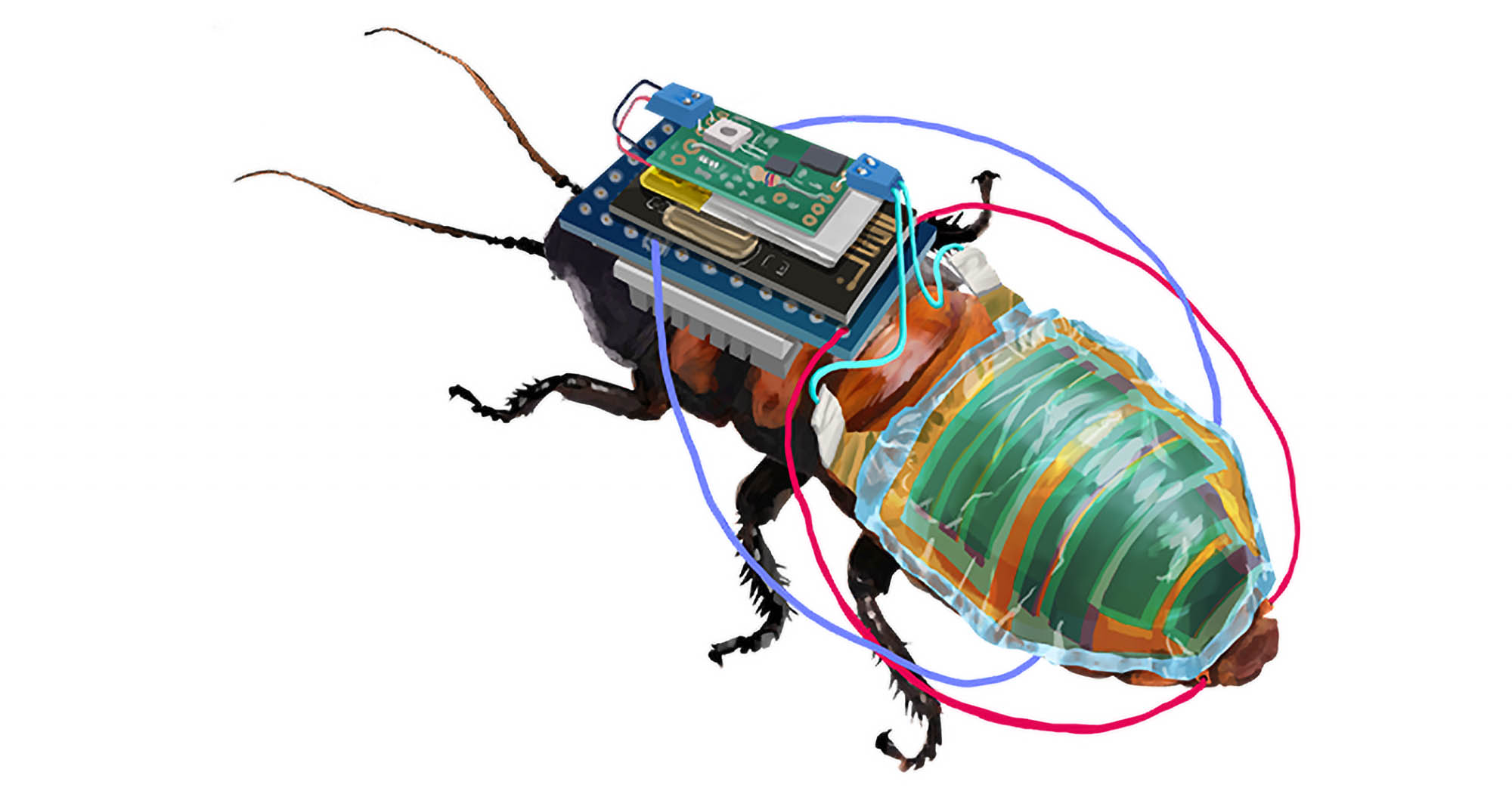 Read more about the article Cyborg Cockroaches Developed By Boffins In Japan