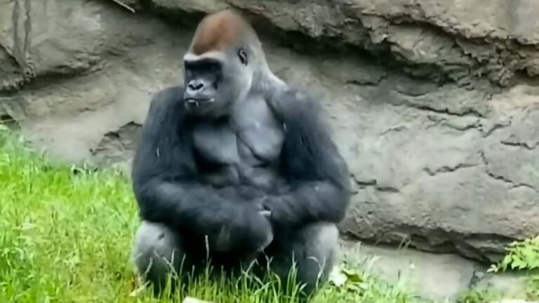 Read more about the article Female Silverback Gorilla Goes Ape
