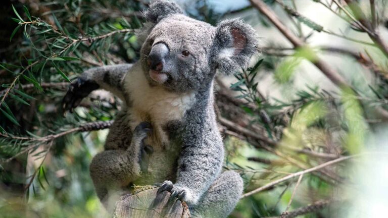 Read more about the article Tarni The Randy New Koala Wastes No Time Looking For A Date