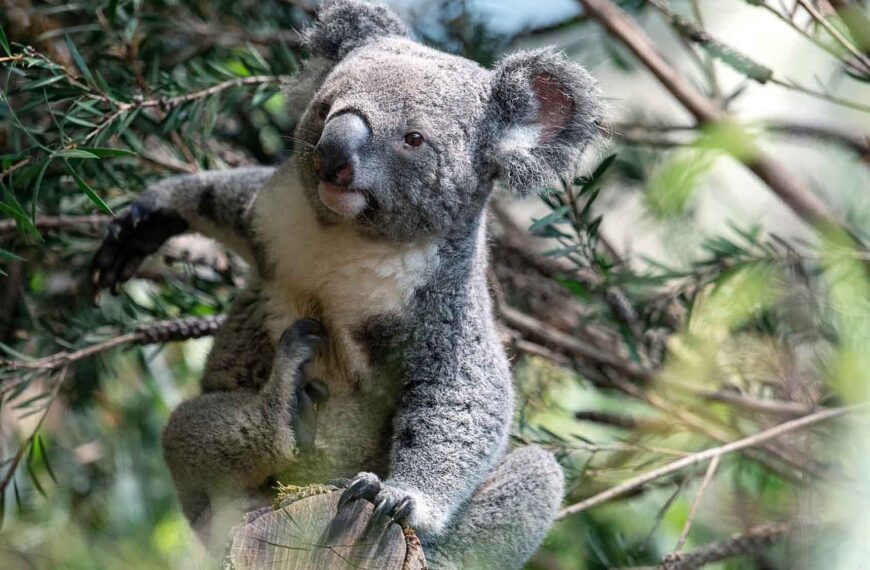 Tarni The Randy New Koala Wastes No Time Looking For A Date
