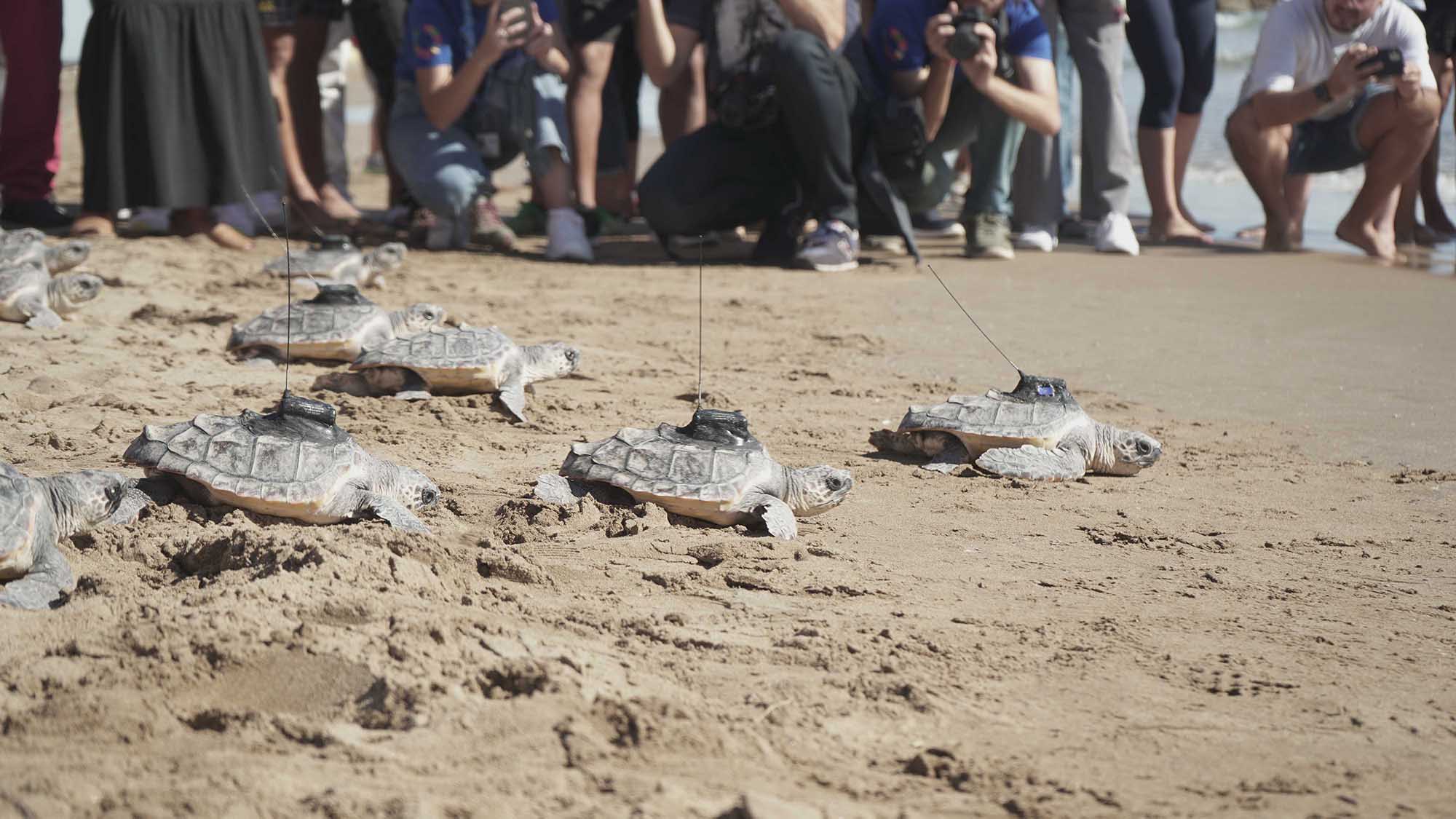 Read more about the article 14 Rare Turtles Are Released Back Into The Sea