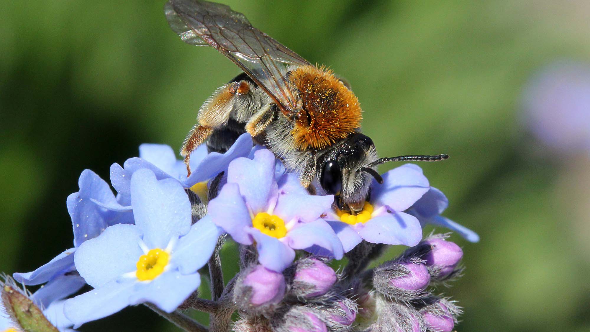 Read more about the article High Demand For Queen Bees In New Buzz For Beekeeping