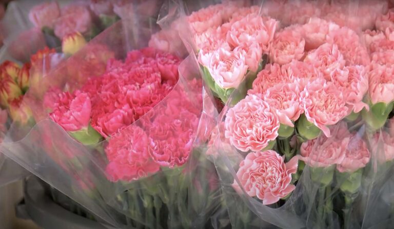 Read more about the article Turkey To Ship 1.5 Million Carnations For Queen’s Funeral
