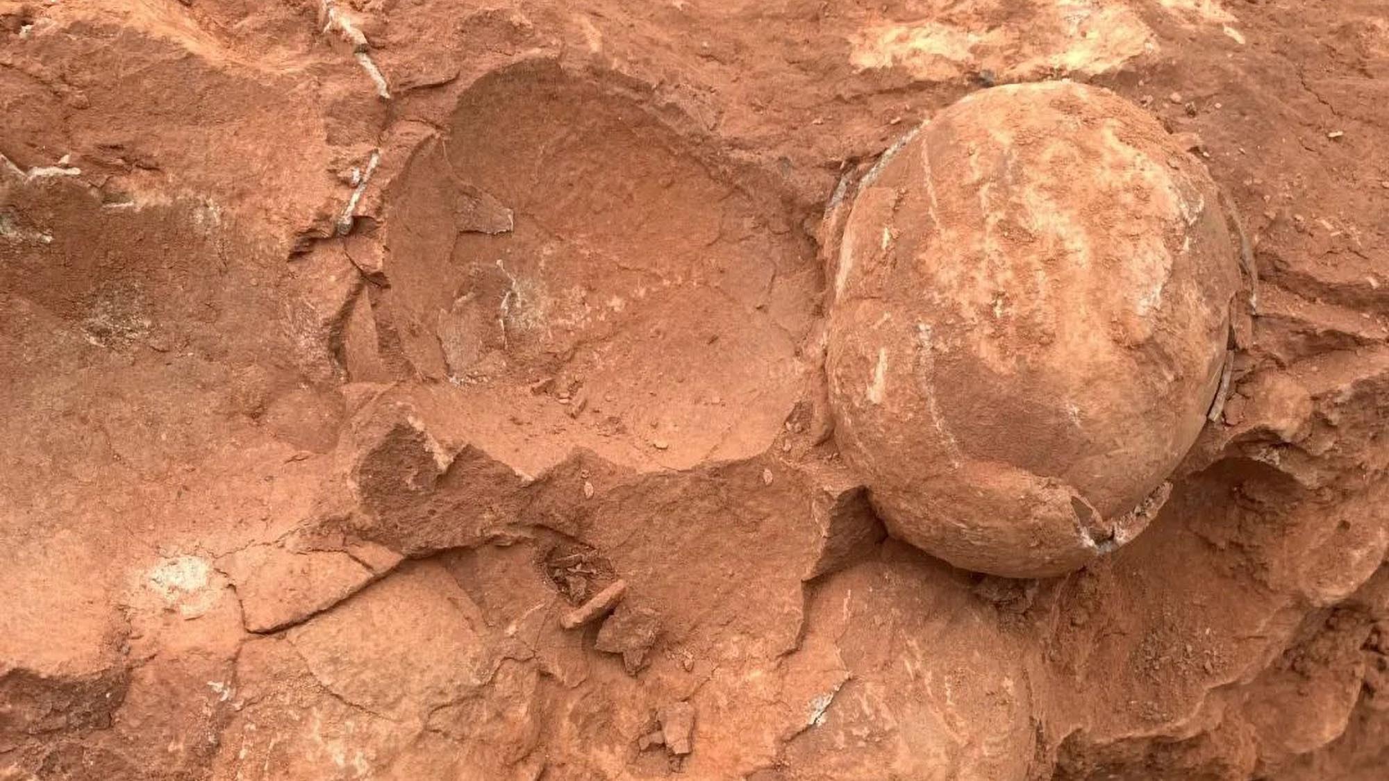 Read more about the article 70-Million-Year-Old Fossilised Dinosaur Eggs Unveiled