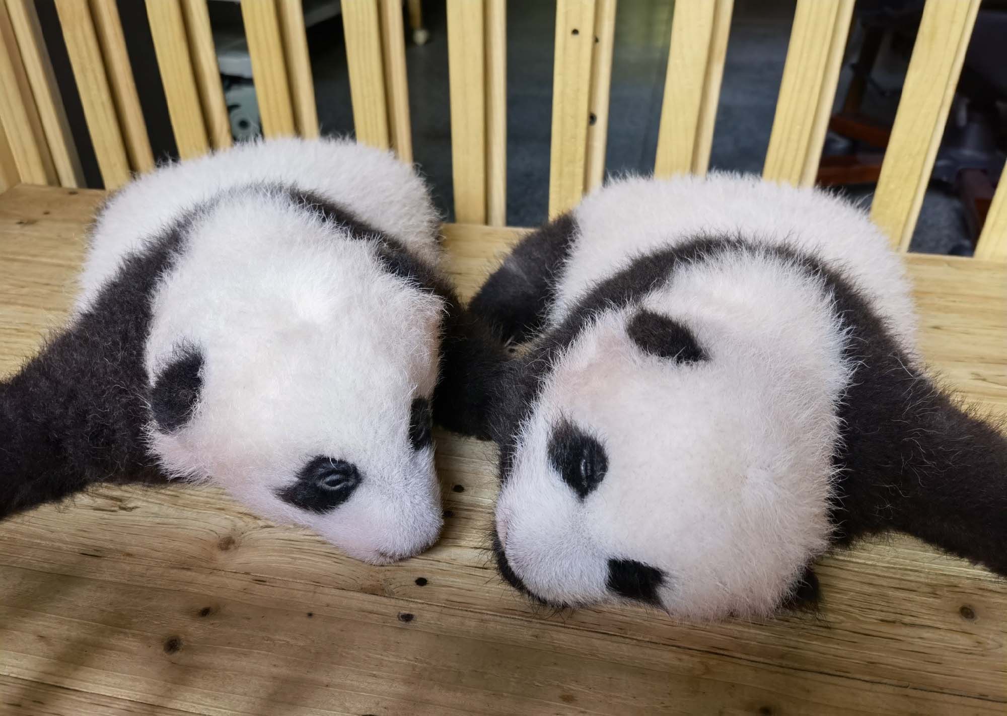 Read more about the article Adorable Newborn Twin Giant Panda Cubs Thrill Fans