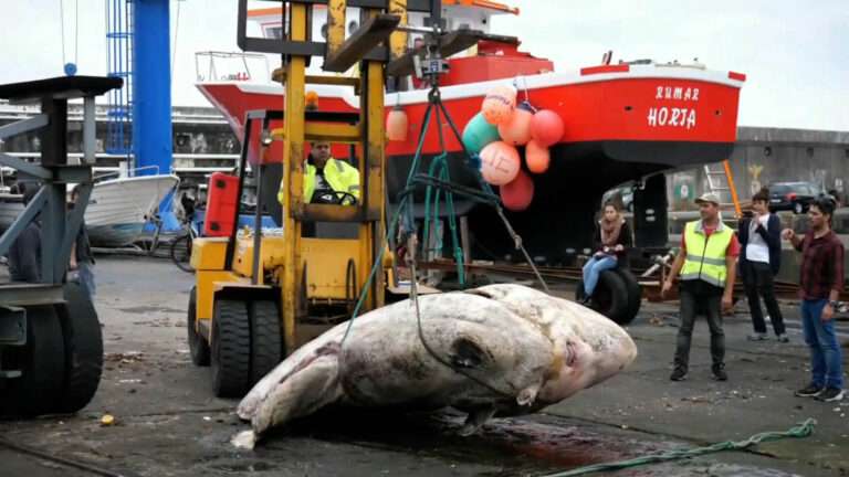 Read more about the article World’s Heaviest Sunfish Weighing Over 2.7t Found On Atlantic Beach