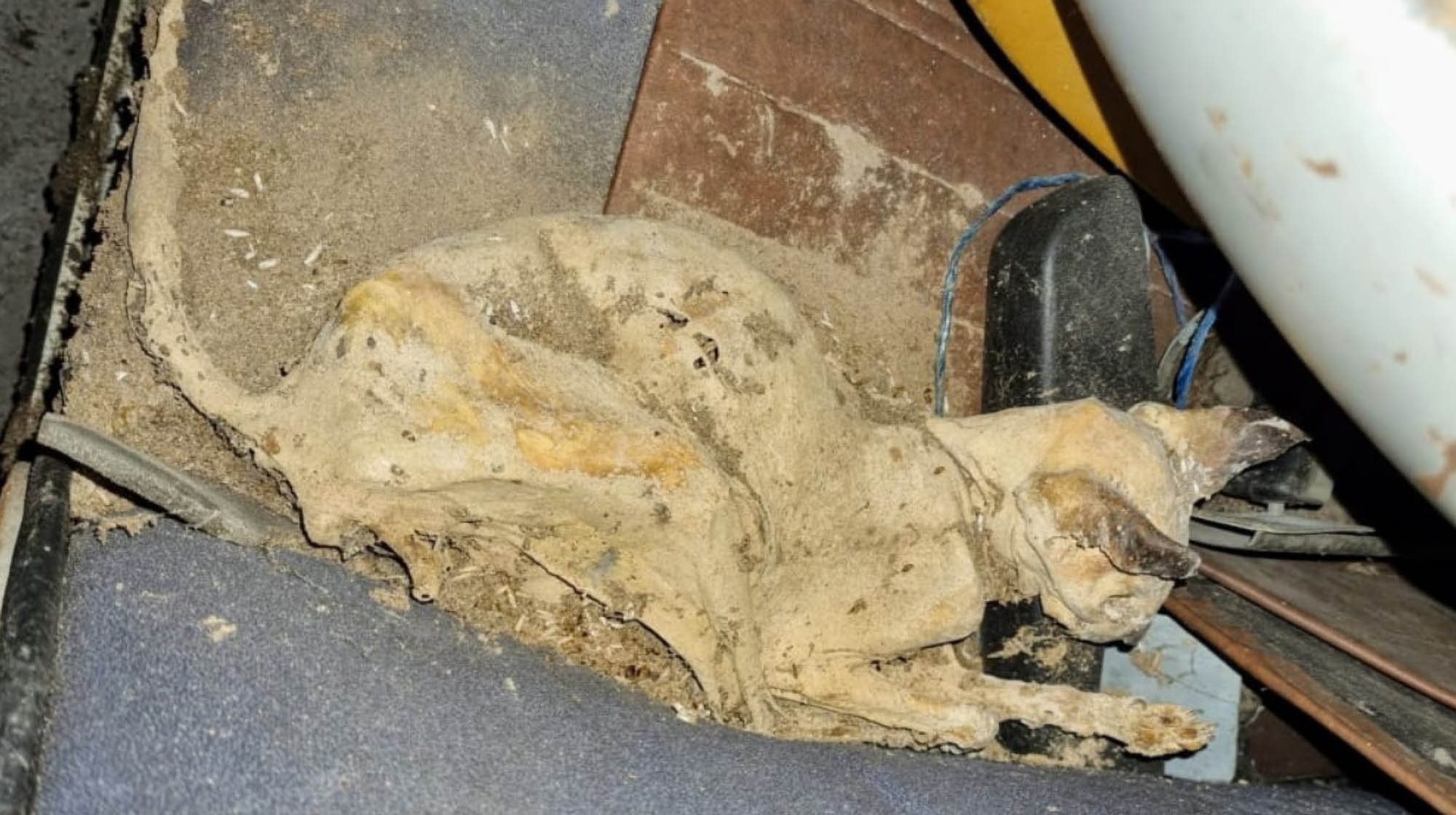 Read more about the article Mummified Moggie Found On Back Seat Of Soviet-Era Trabant