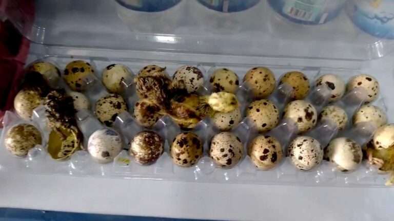 Read more about the article Adorable Quail Chicks Hatch At A Market Stall In 37-Degree Heat