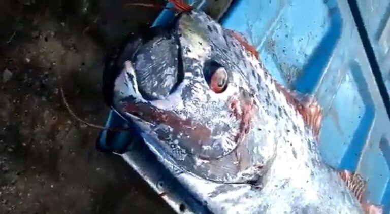 Read more about the article Could Appearance Of Deep Sea Oarfish Mean Huge Quake Is Coming?