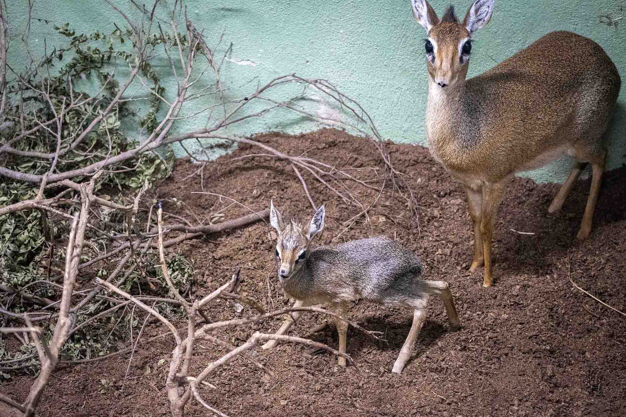 Read more about the article Real Life Bambi Amazes Zoo Fans