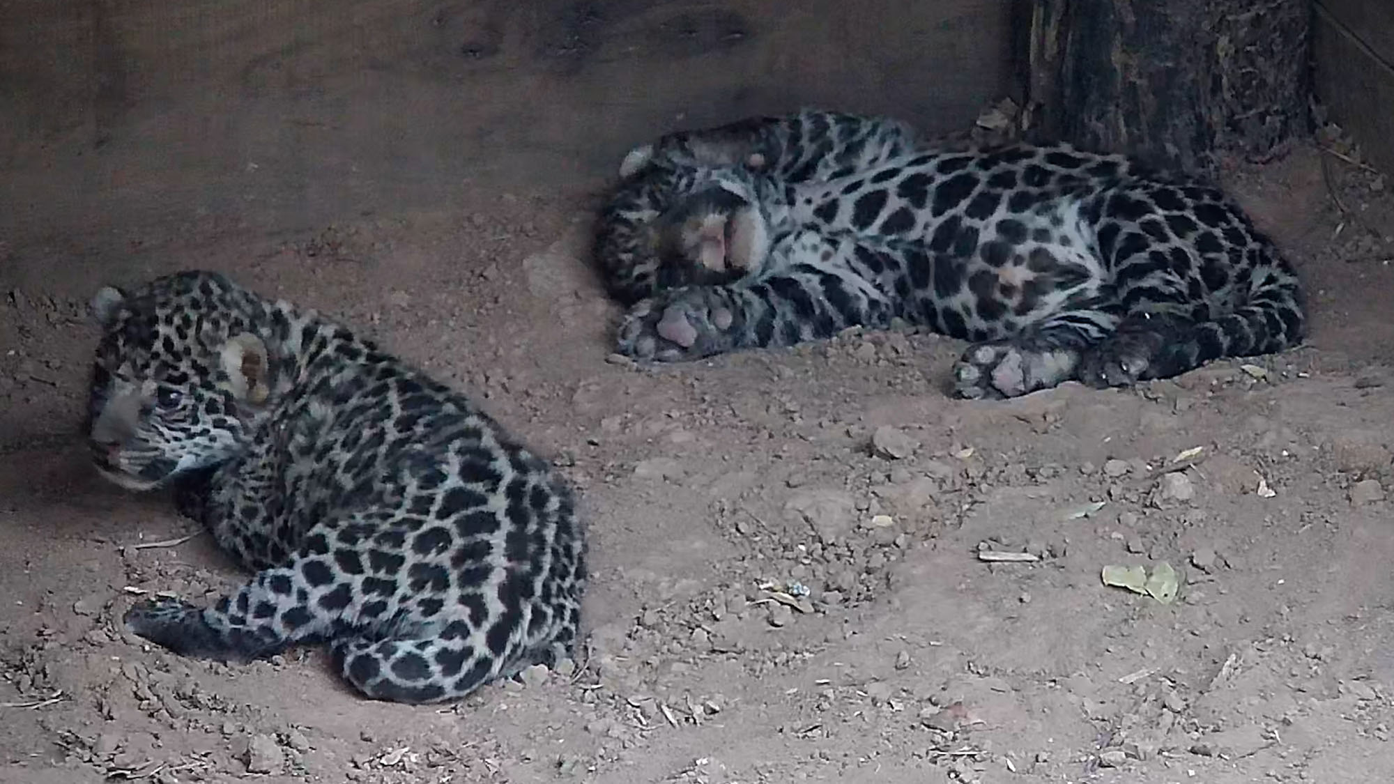 Read more about the article Newborn Jaguars Snuggle Up To Mum In Adorable New Clips