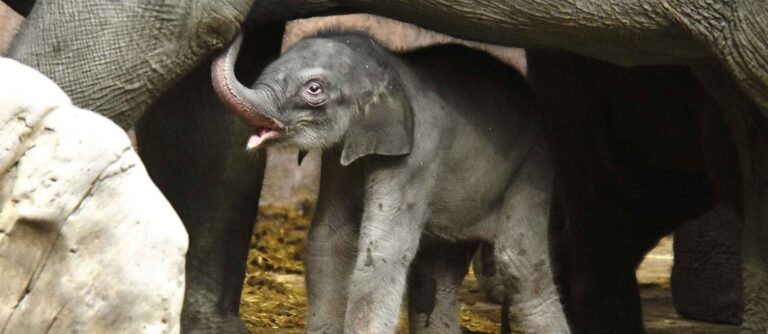 Read more about the article Adorable Newborn Baby Tusker Takes First Wobbly Steps
