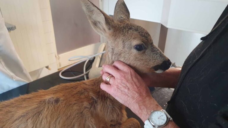 Read more about the article Fawn Recovers At Animal NGO After Being Hit By Car