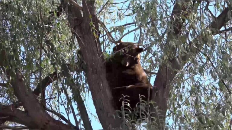 Read more about the article Firefighters Save Bear Trapped Up 50ft Tree