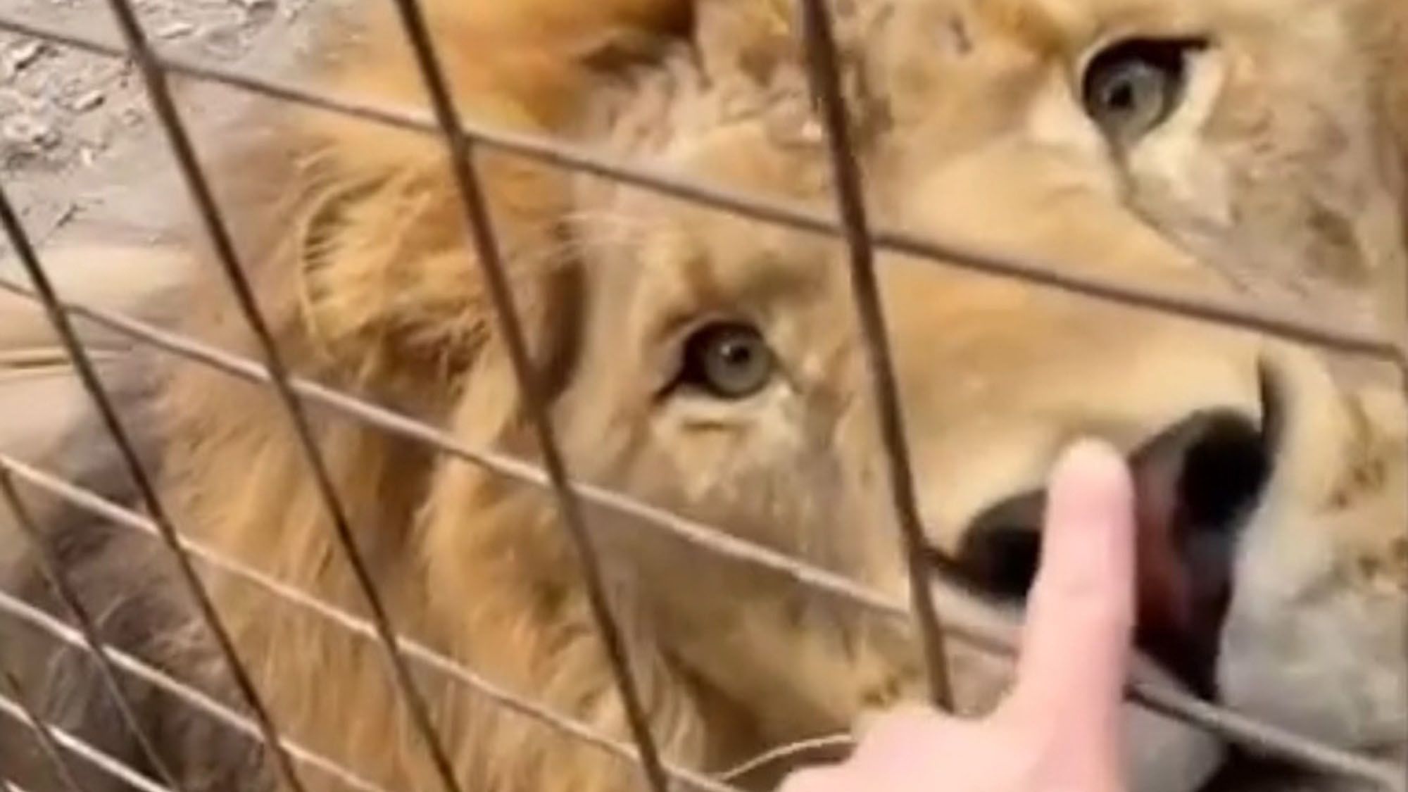 Read more about the article Zookeeper Shares Video Tapping Wild Animals On Nose