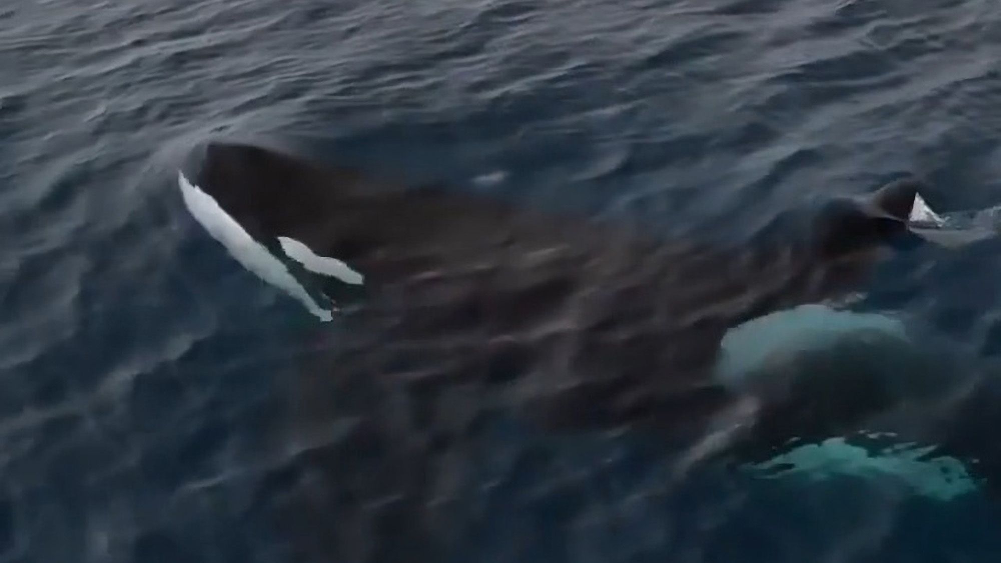 Read more about the article Breathtaking Encounter With Killer Whale Mum And Her Calf