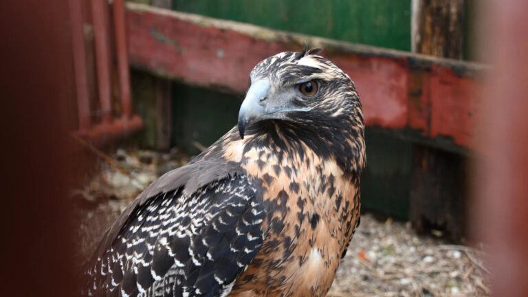 Read more about the article Black-Chested Buzzard Eagle Released Into Wild After Being Injured By Rubber Bullet
