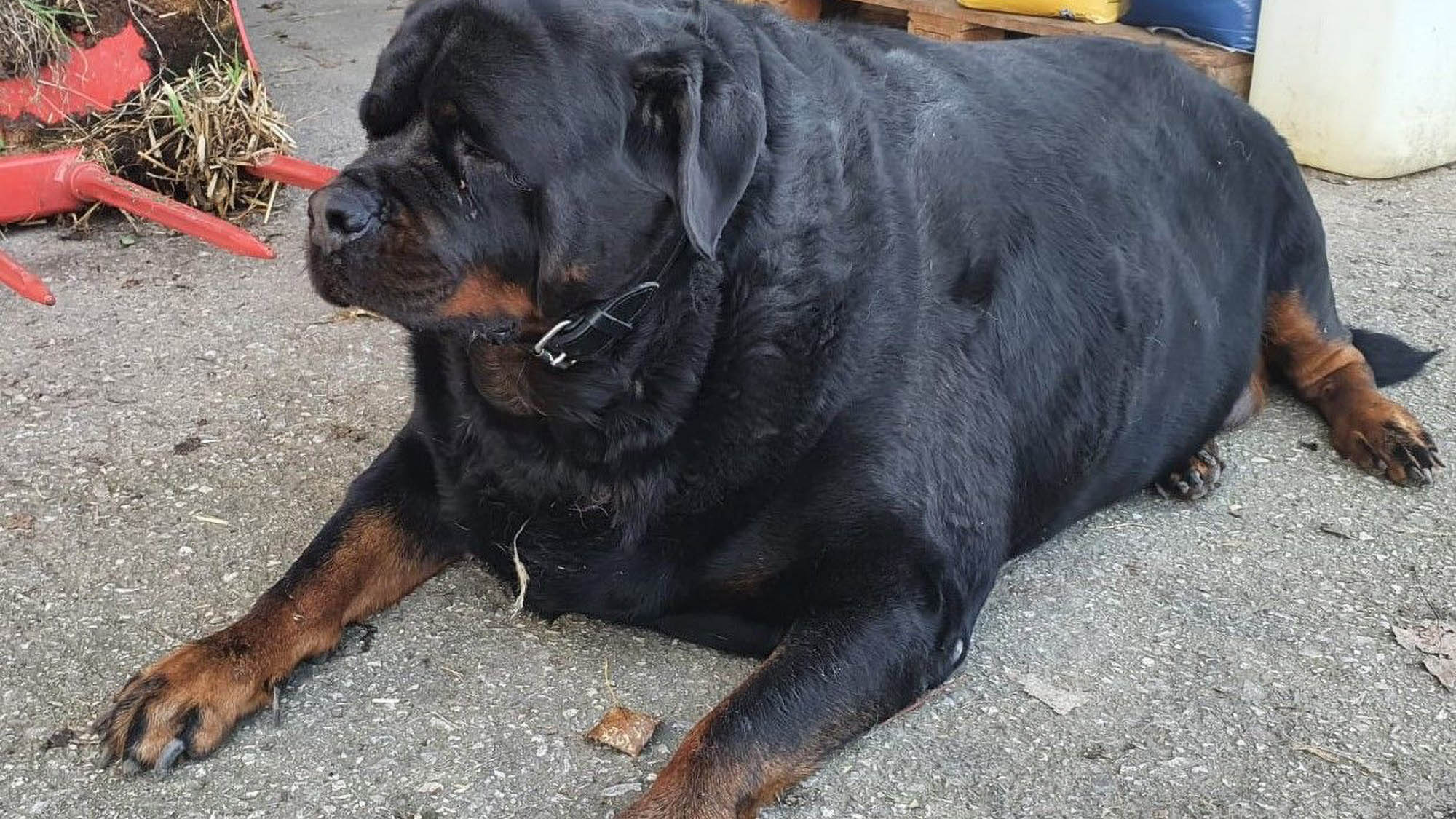 Read more about the article Extremely Overweight Rottweiler Weighing Over 220 Lbs Begins Weight Loss Journey