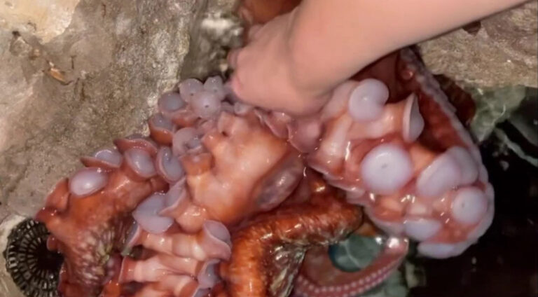 Read more about the article Texas Aquarium Worker Plays With Giant Octopus