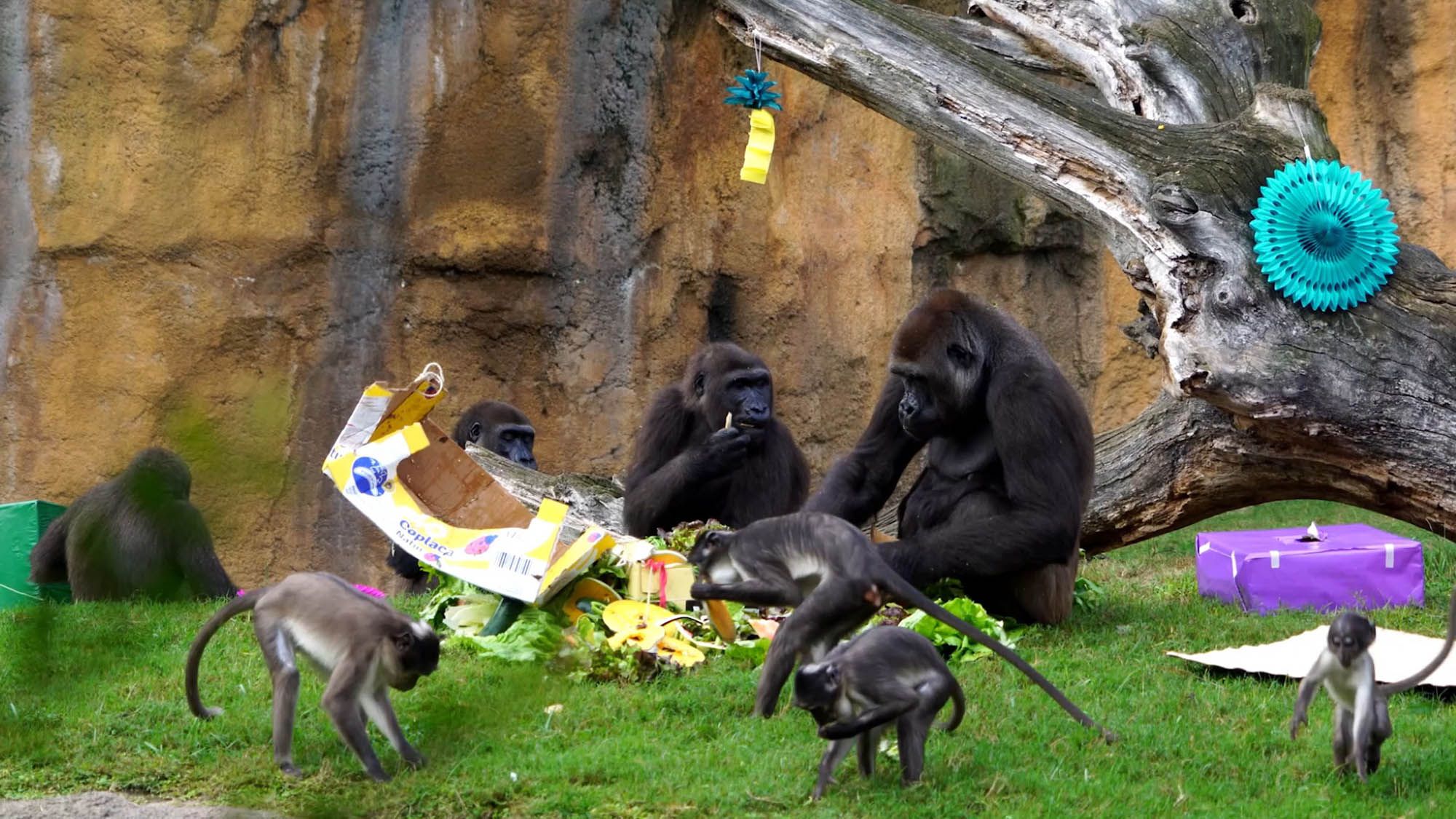 Read more about the article Gorilla Shares 10th Birthday Party Treat With Pals