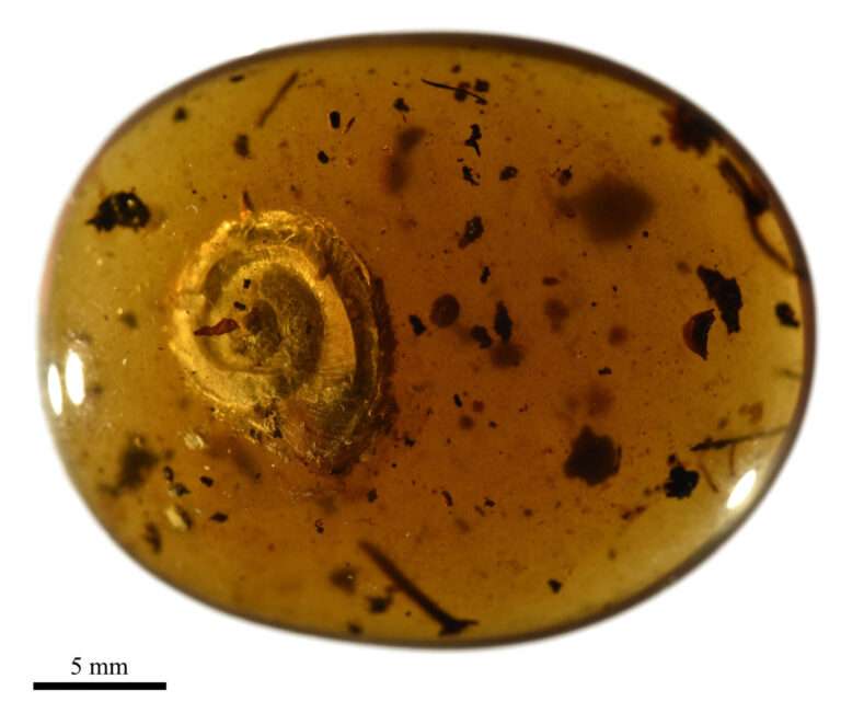 Read more about the article The 99-Million-Year-Old Snail Which Used Hairs To Make It Sexy