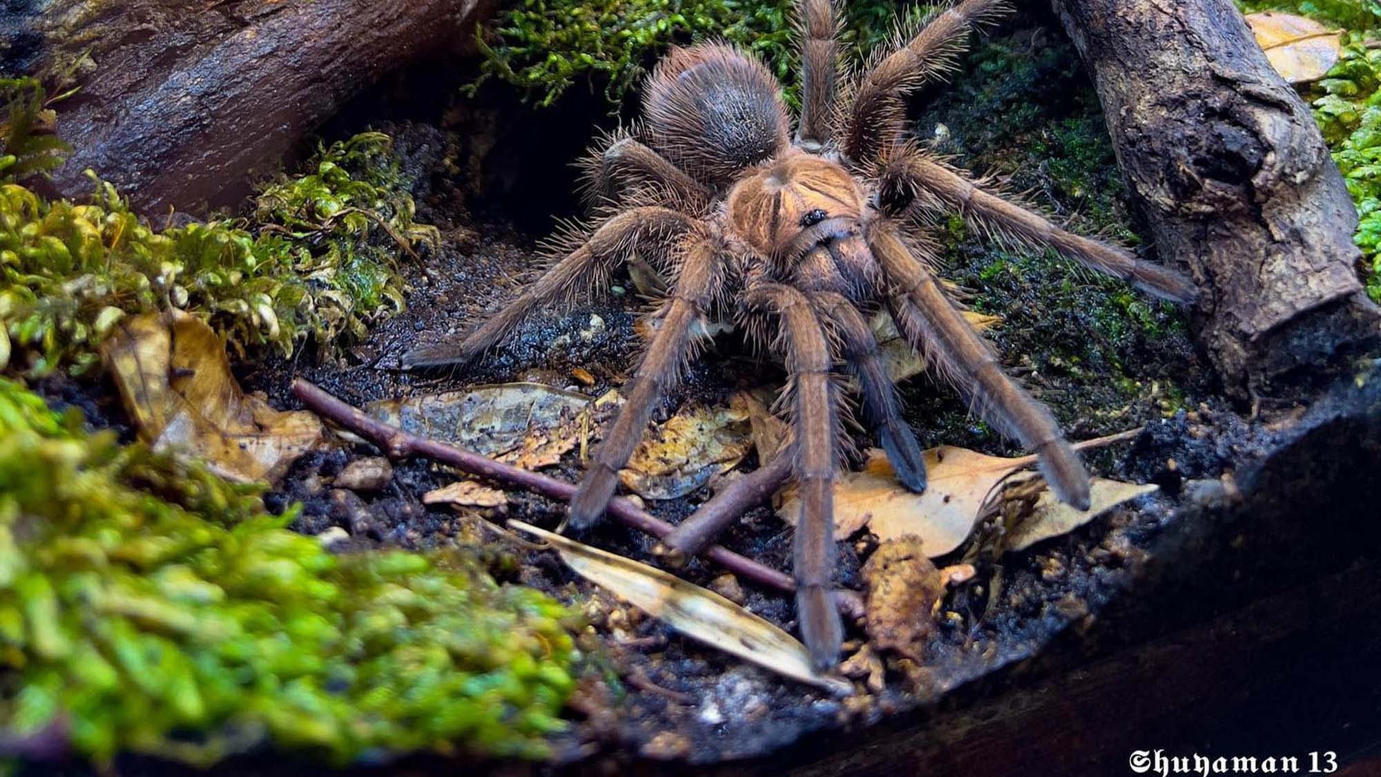 Read more about the article Astonishing Time Lapse Videos Of Tarantulas During Moulting Process