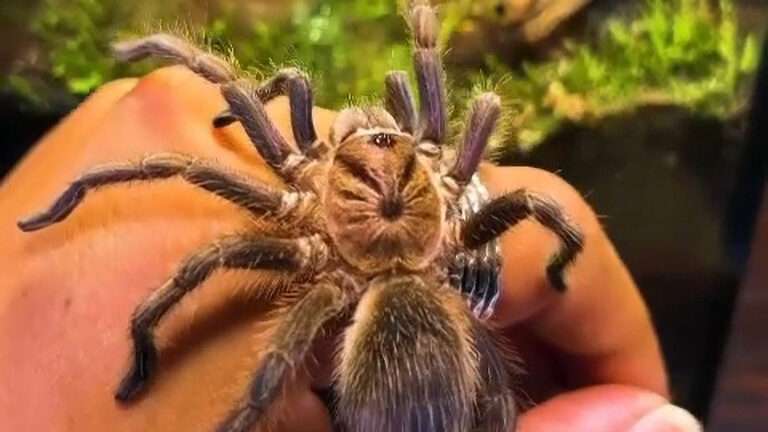 Read more about the article Arachnid Lover Shares Why Tarantulas Can Make Great Pets