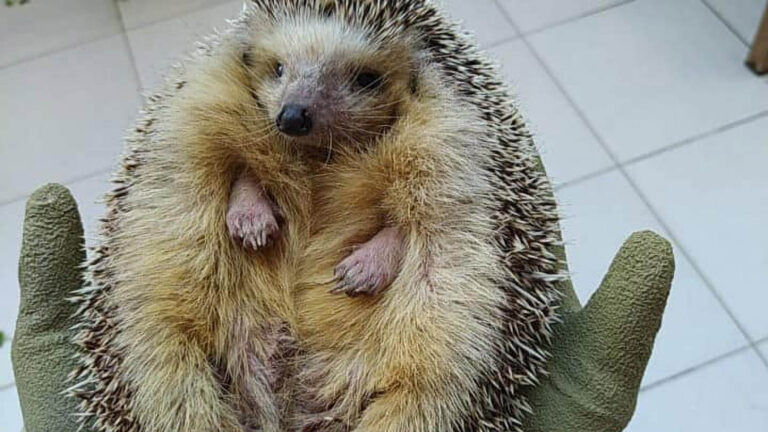 Read more about the article Malta’s Heftiest Hedgehog Dies Of Liver Failure