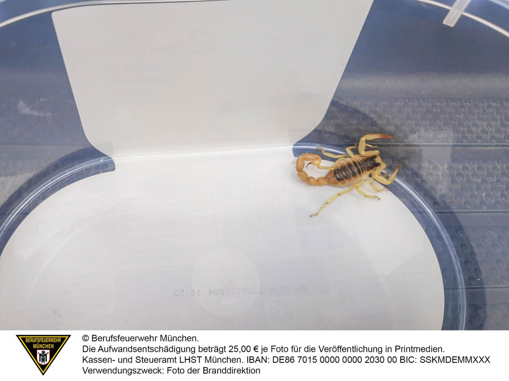 Read more about the article Tourist Stung By Scorpion That Hitched A Lift In His Luggage