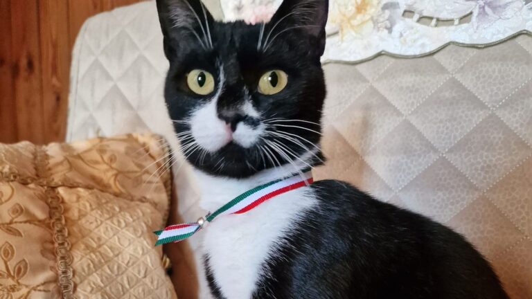 Read more about the article Feline Looks Dignified As She Is Sworn In As Mayor Of Italian Town